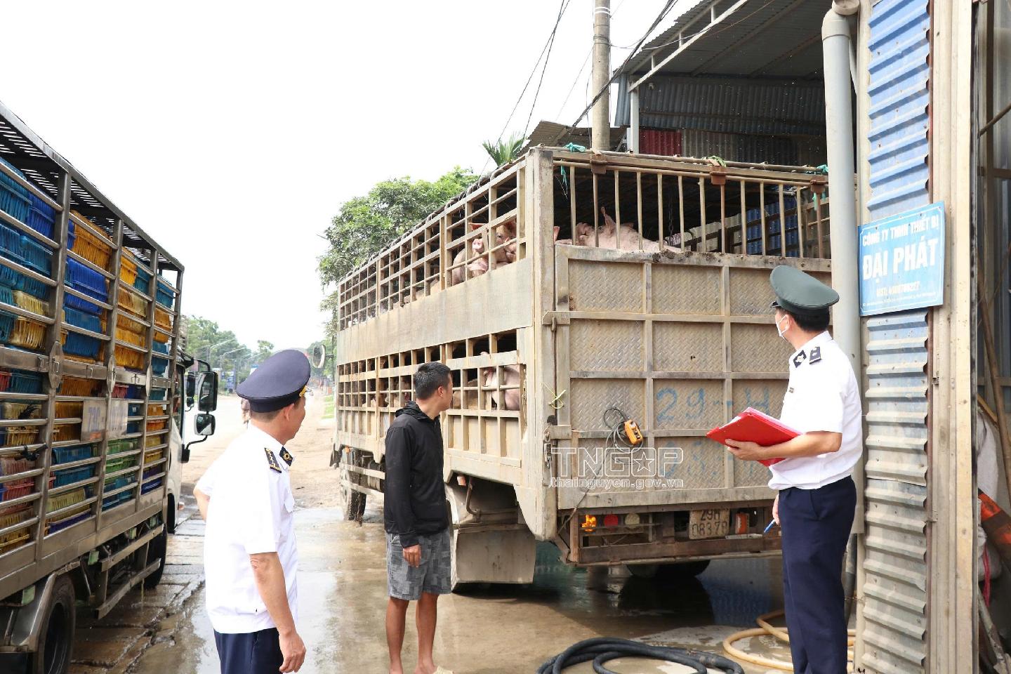 Phát hiện 2 vụ vận chuyển gia cầm không kiểm dịch ra khỏi địa bàn tỉnh
